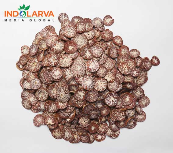 Indonesian Premium Betel Nuts Coin